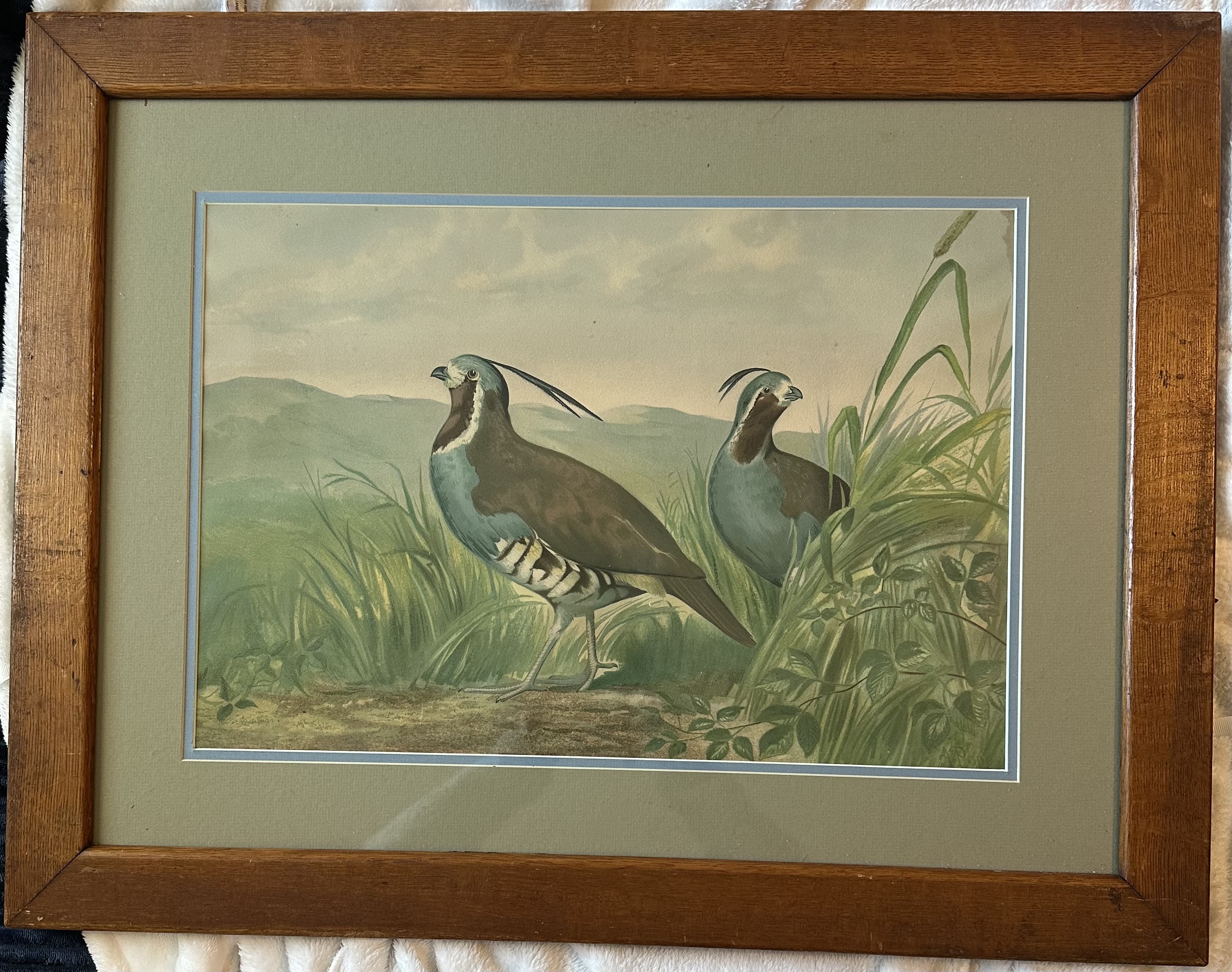 Signed chromolithograph of ‘Quail’ by Alexander Pope- framed approximate sign 60cm x 44cm — appraisal value $225 - $550