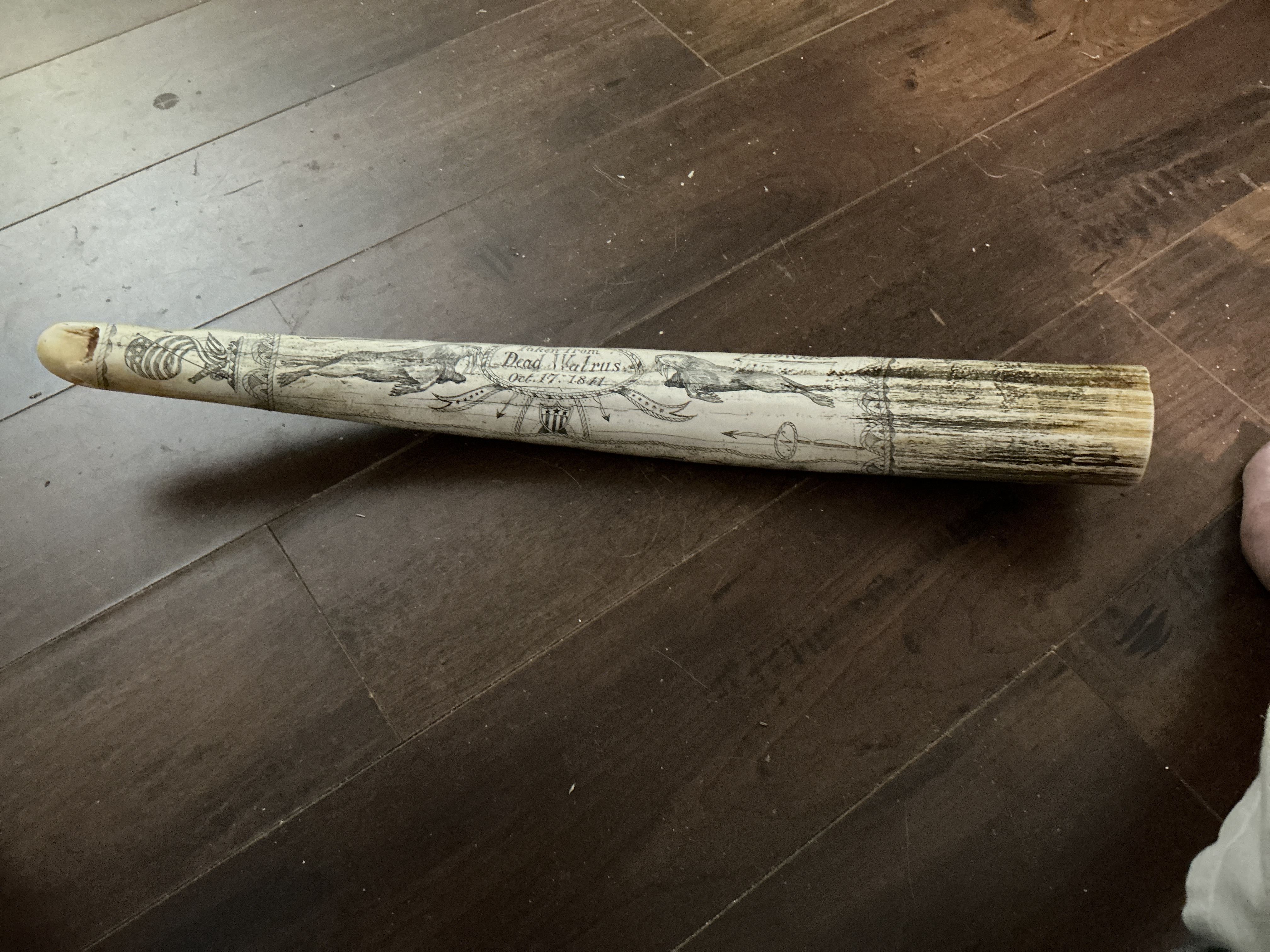 Scrimshaw Walrus Tusk