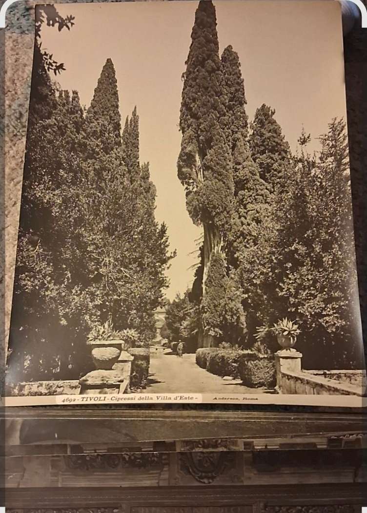 Vintage Photograph of Cipressi della Villa d'Este