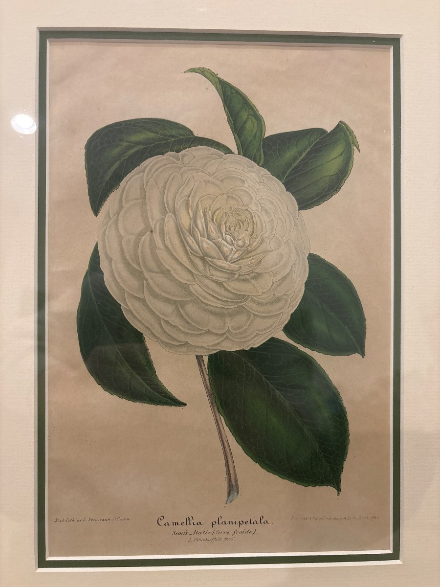 Botanical Print: Camellia Planipetala