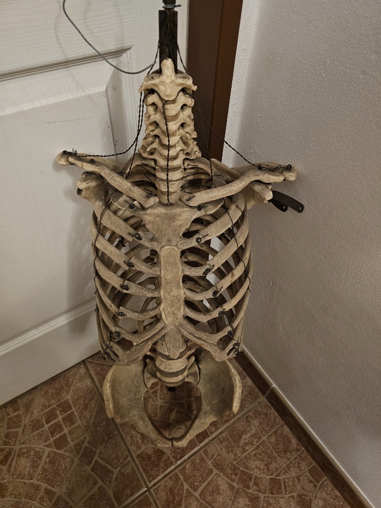 Anatomical model of human torzo bones, lifesize, old