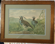 Signed chromolithograph of ‘Quail’ by Alexander Pope- framed approximate sign 60cm x 44cm