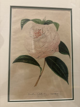 Carnellia Isabella Orsini