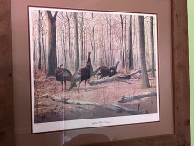 Catawba River Turkeys