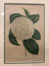 Botanical Print: Camellia Planipetala